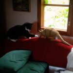 kaisa ja vyötiäinen kaisa ja vyötiäinen